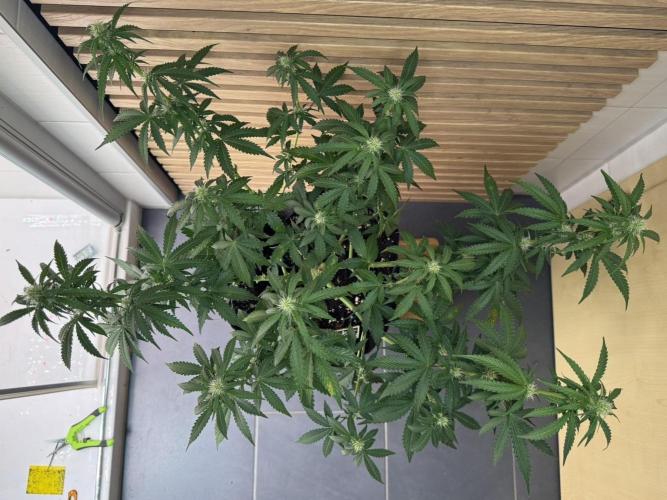 Sticky Broccoli Auto - Eternity Cup 2026. Week 5