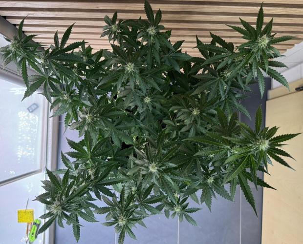 Sticky Broccoli Auto - Eternity Cup 2026. Week 5