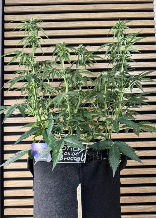 Sticky Broccoli Auto - Eternity Cup 2026. Week 5