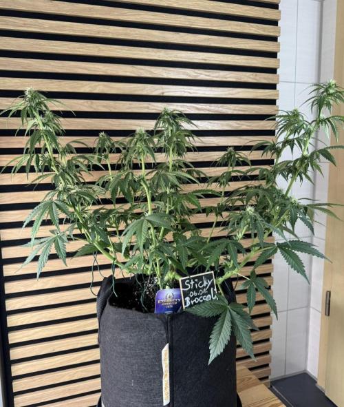 Sticky Broccoli Auto - Eternity Cup 2026. Week 5