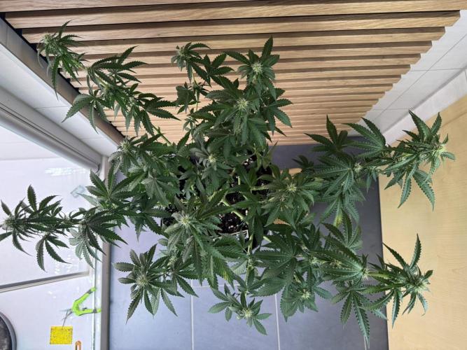 Sticky Broccoli Auto - Eternity Cup 2026. Week 5