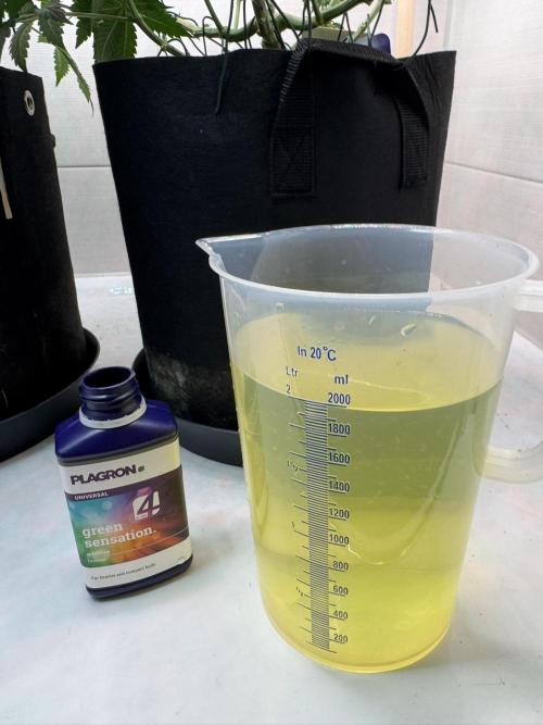 Sticky Broccoli Auto - Eternity Cup 2026. Week 5