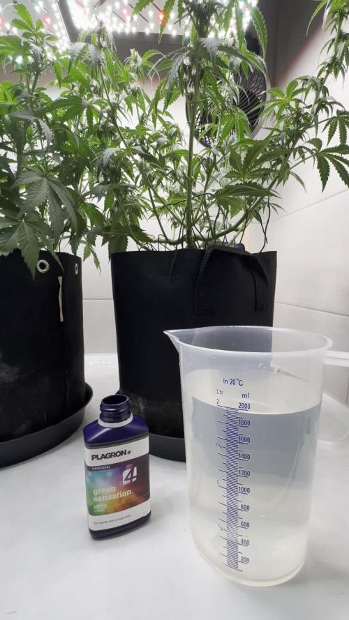 Sticky Broccoli Auto - Eternity Cup 2026