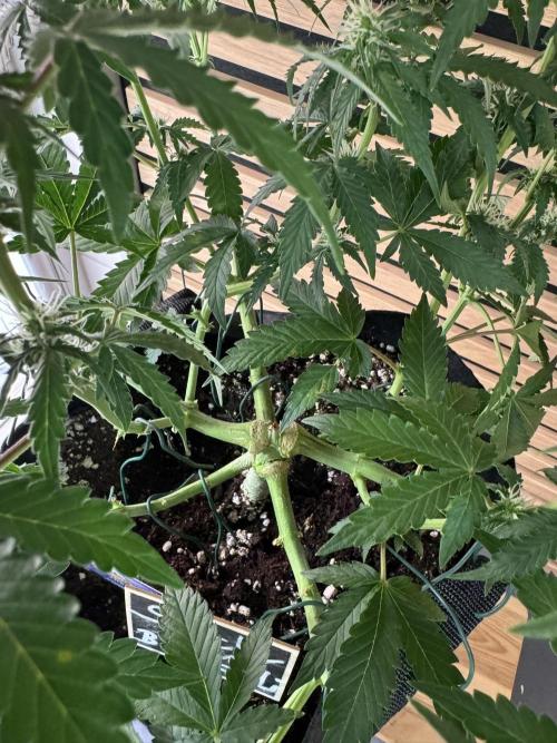 Sticky Broccoli Auto - Eternity Cup 2026. Week 5