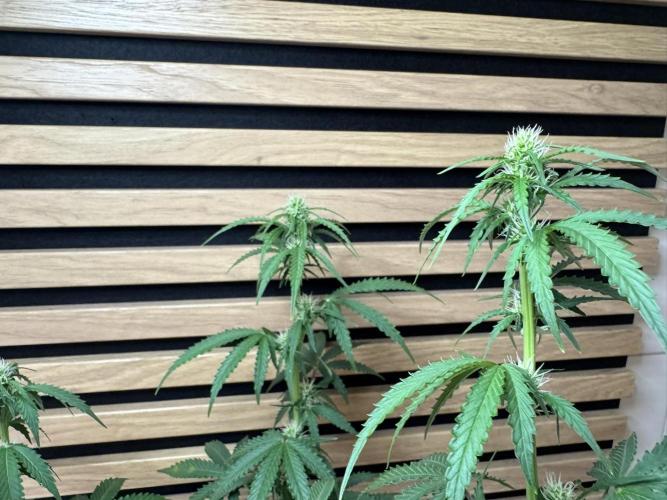 Sticky Broccoli Auto - Eternity Cup 2026. Week 5