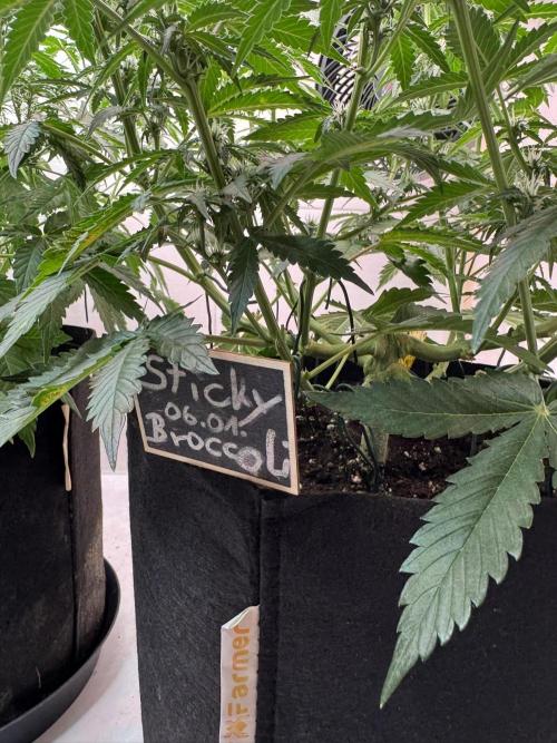 Sticky Broccoli Auto - Eternity Cup 2026. Week 5