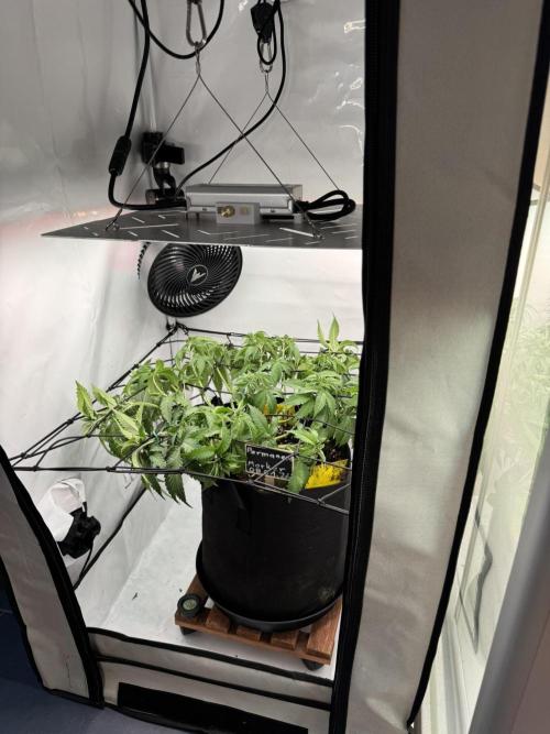 Permanent Marker. Week 5