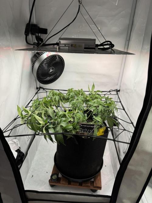 Permanent Marker. Week 5