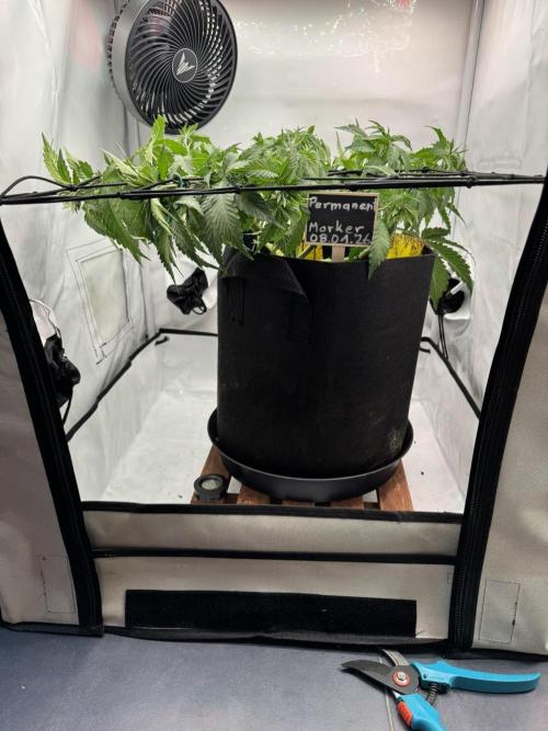 Permanent Marker. Week 5