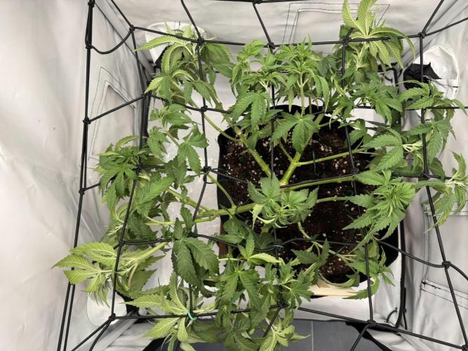 Permanent Marker. Week 5