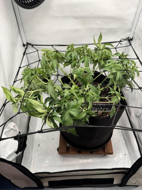 Permanent Marker. Week 5