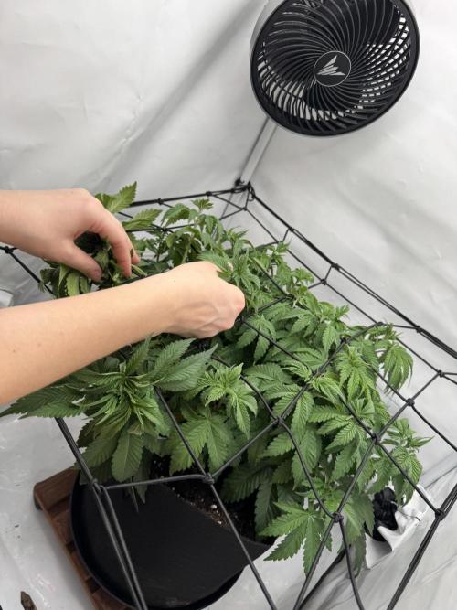 Permanent Marker. Week 5