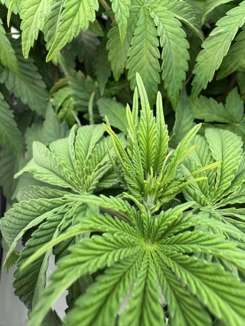 Permanent Marker. Week 5