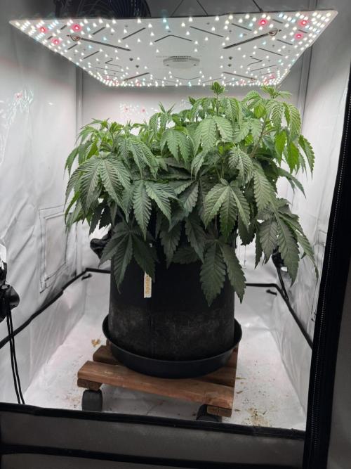 Permanent Marker. Week 5