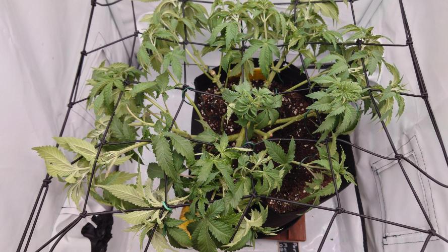 Permanent Marker. Week 5