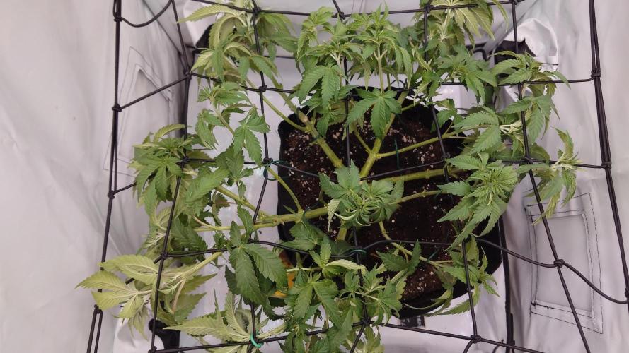 Permanent Marker. Week 5