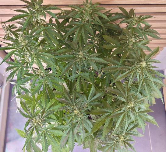 Kush Mints Auto - Super Strains. Week 6