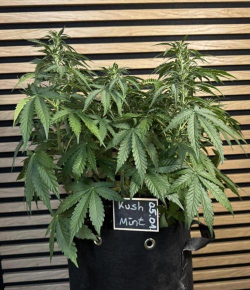 Kush Mints Auto - Super Strains. Week 6
