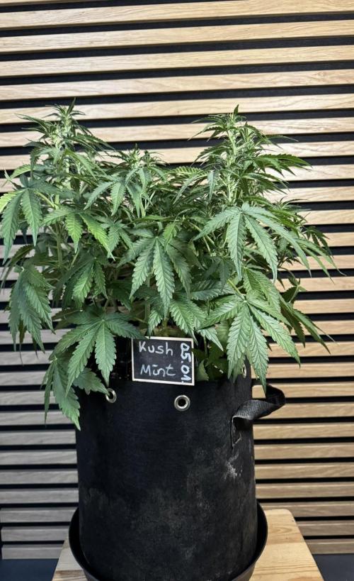 Kush Mints Auto - Super Strains. Week 6