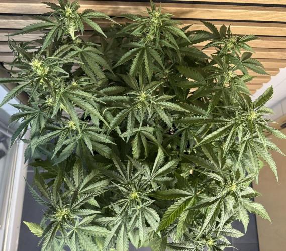 Kush Mints Auto - Super Strains. Week 6