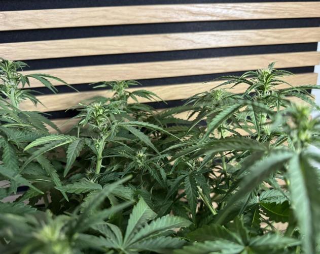 Kush Mints Auto - Super Strains. Week 6