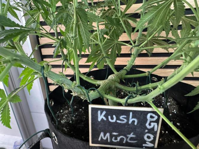 Kush Mints Auto - Super Strains. Week 6