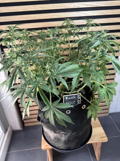 Kush Mints Auto - Super Strains. Week 6