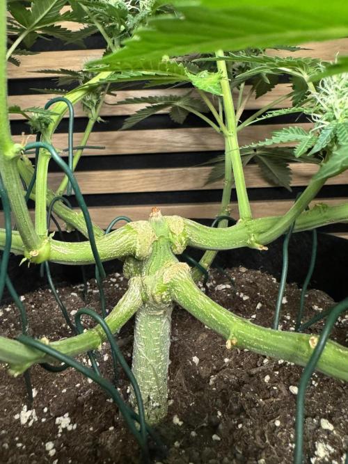 Sticky Broccoli Auto - Eternity Cup 2026. Week 6