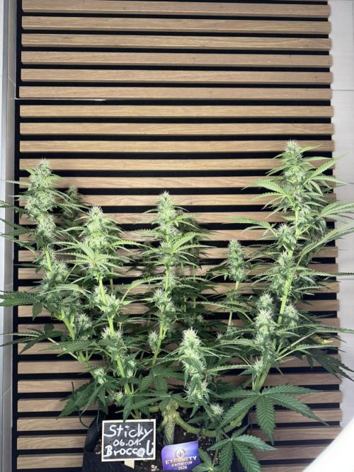 Sticky Broccoli Auto - Eternity Cup 2026. Week 6