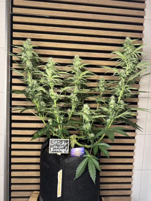 Sticky Broccoli Auto - Eternity Cup 2026. Week 6