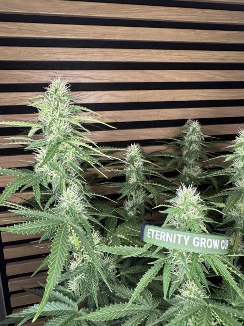 Sticky Broccoli Auto - Eternity Cup 2026. Week 6