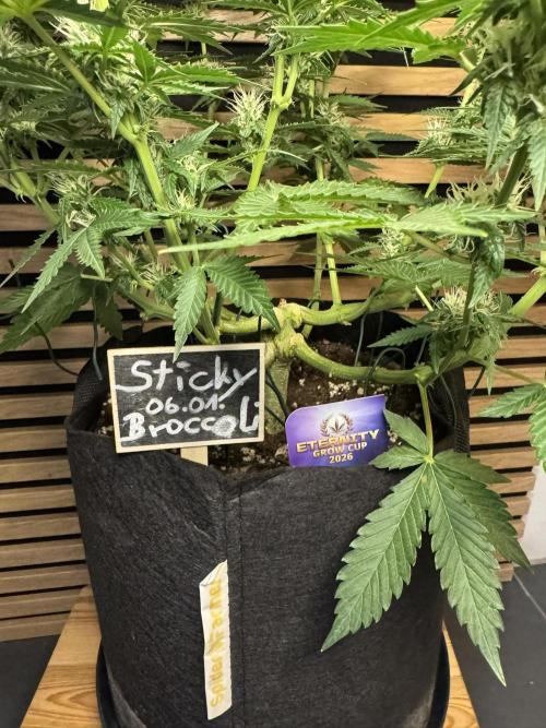 Sticky Broccoli Auto - Eternity Cup 2026. Week 6