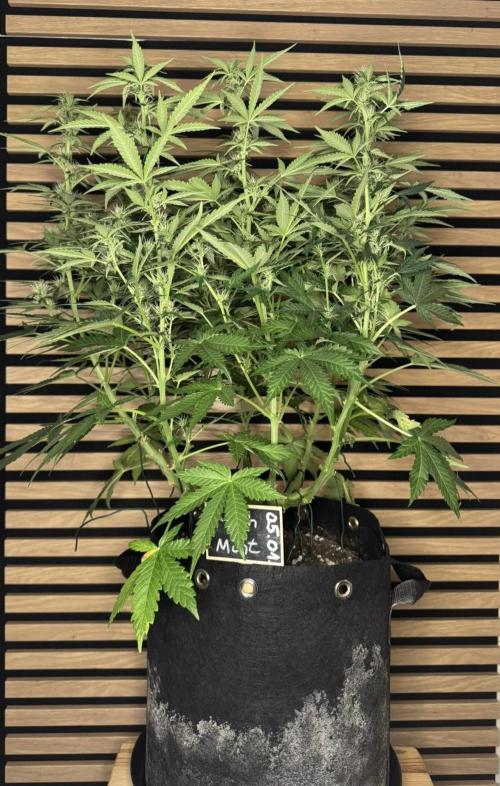 Kush Mints Auto - Super Strains. Week 7