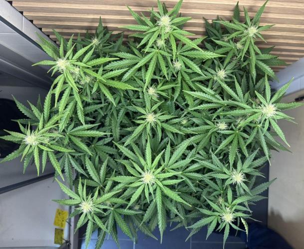 Kush Mints Auto - Super Strains. Week 7