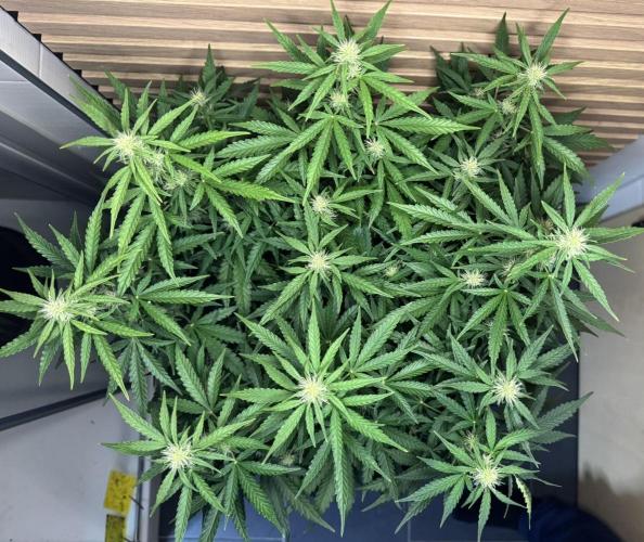 Kush Mints Auto - Super Strains. Week 7