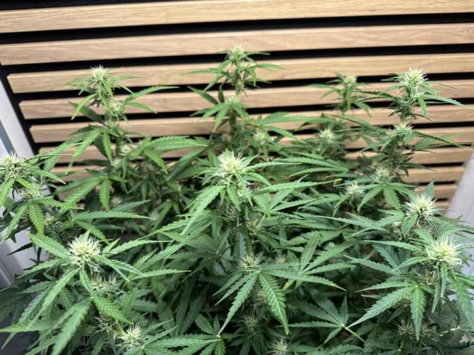 Kush Mints Auto - Super Strains. Week 7