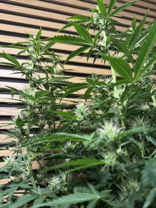 Kush Mints Auto - Super Strains. Week 7