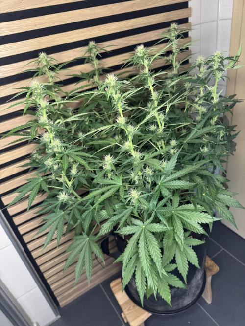 Kush Mints Auto - Super Strains. Week 7