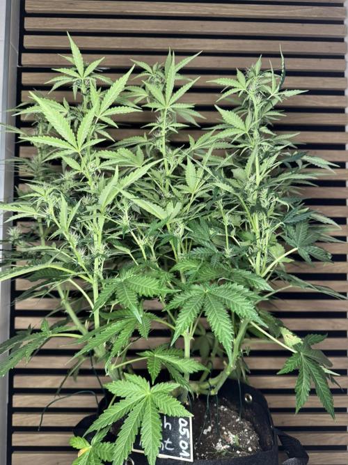 Kush Mints Auto - Super Strains. Week 7