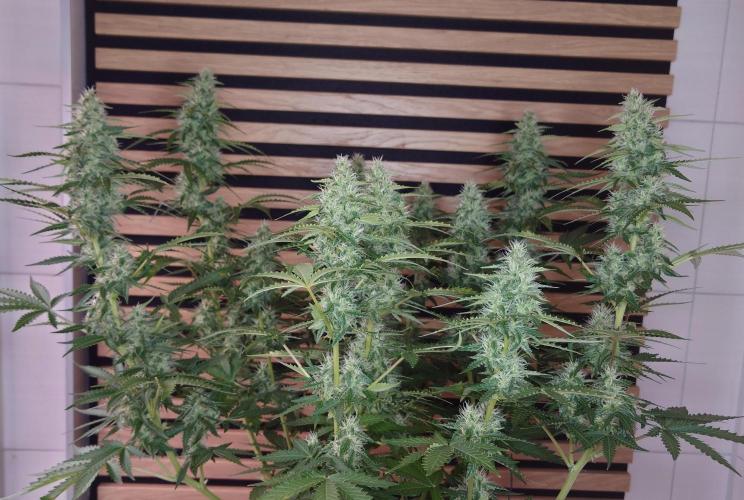 Sticky Broccoli Auto - Eternity Cup 2026. Week 7