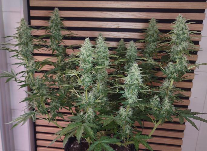 Sticky Broccoli Auto - Eternity Cup 2026. Week 7