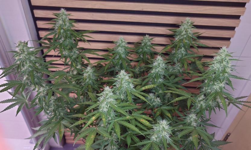 Sticky Broccoli Auto - Eternity Cup 2026. Week 7