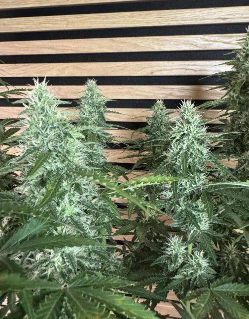 Sticky Broccoli Auto - Eternity Cup 2026. Week 7