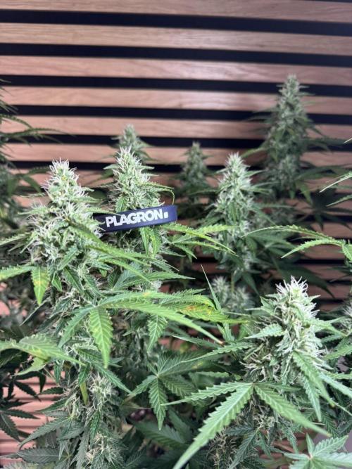 Sticky Broccoli Auto - Eternity Cup 2026. Week 7