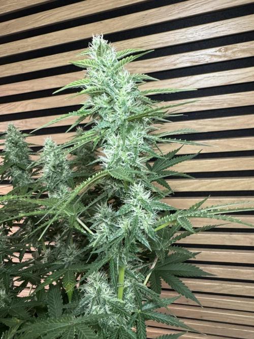 Sticky Broccoli Auto - Eternity Cup 2026. Week 7