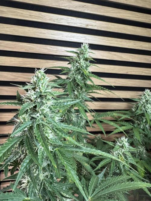 Sticky Broccoli Auto - Eternity Cup 2026. Week 7