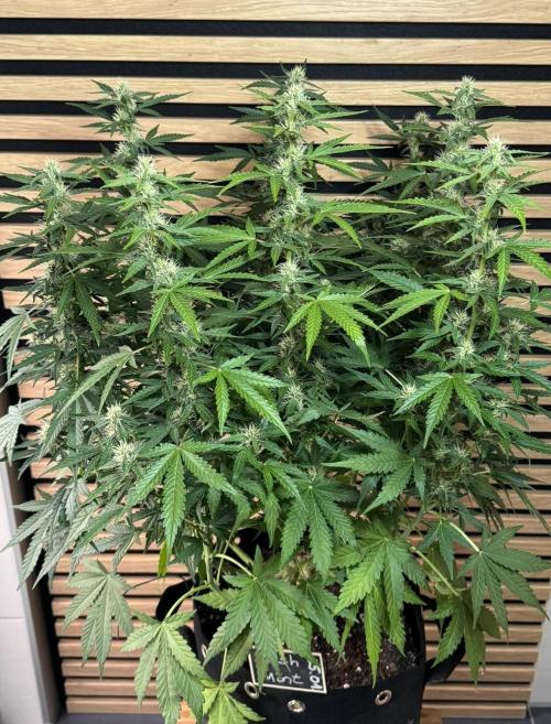 Kush Mints Auto - Super Strains. Week 8