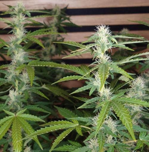Kush Mints Auto - Super Strains. Week 8
