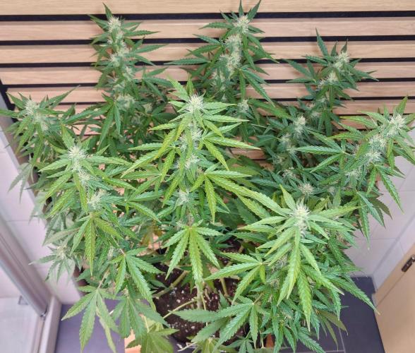 Kush Mints Auto - Super Strains. Week 8
