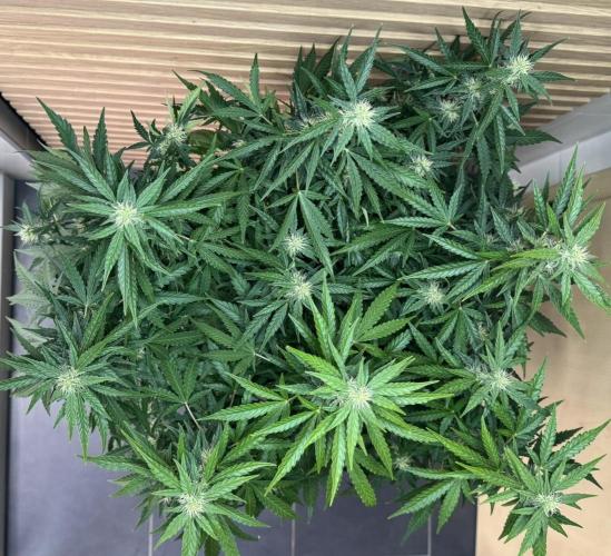 Kush Mints Auto - Super Strains. Week 8